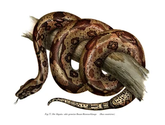 Boa constrictor (färg litho)