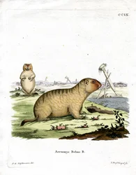 Bobac murmeldjur (färgad gravyr)