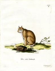 Bobcat (färgad gravyr)