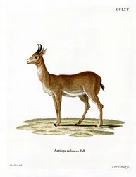 Bohor Reedbuck (färgad gravyr)