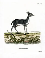 Bohor Reedbuck (färgad gravyr)