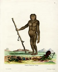 Bornean Orang-Outang (färgad gravyr)