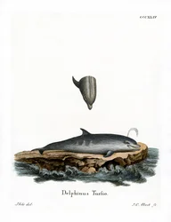 Flasknosad delfin (färgad gravyr)
