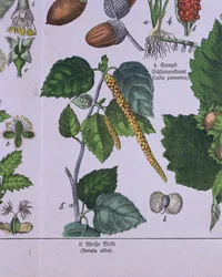 Branch of a Silver Birch Tree, från en bok om Carolus Linnaeus klassificeringssystem av G.H. von Schubert