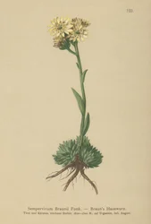 Brauns höna och kycklingar (Sempervivum Braunii)