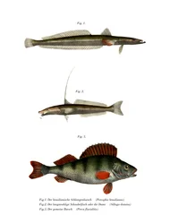 Brazilian Flathead (färg litho)