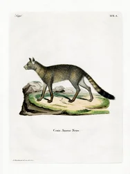 Brazilian Fox (färgad gravyr)