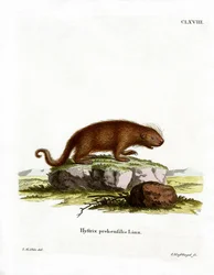 Brasiliansk porcupine (färgad gravyr)