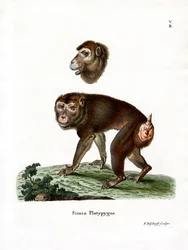 Brun babian (färgad gravyr)