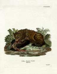 Brunbjörn (färgad gravyr)