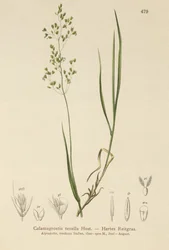Brun böjd (Agrostis schraderiana, Agrostis agrostiflora, Agrostis stricta, Agrostis vinealis, Calamagrostis tenella)