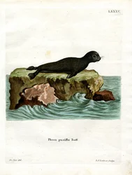 Brun pälssäl (färgad gravyr)