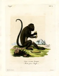 Brown Howler (färgad gravyr)
