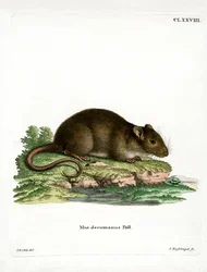 Brun råtta (färgad gravyr)