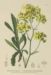 Buckler senap (Biscutella laevigata)
