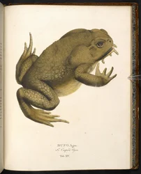 Bufo auga, käpppaddan eller jättemarinpaddan, från 