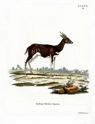 Bushbuck (färgad gravyr)