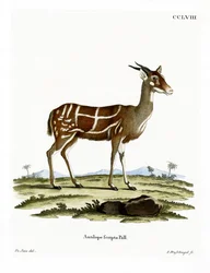 Bushbuck (färgad gravyr)