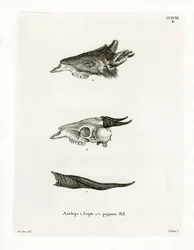 Bushbuck Horn (färgad gravyr)
