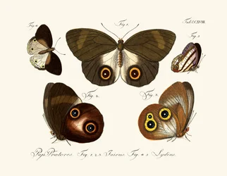 Fjärilar
