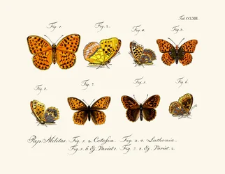 Fjärilar