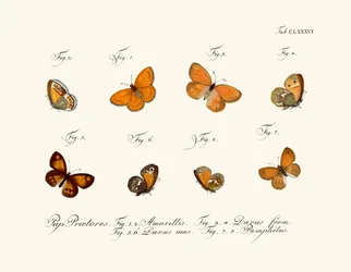 Fjärilar