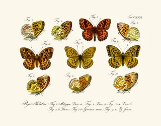 Fjärilar