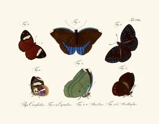 Fjärilar