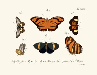 Fjärilar, 1783-1806