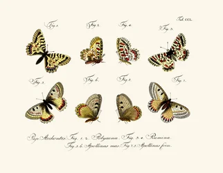 Fjärilar, 1783-1806