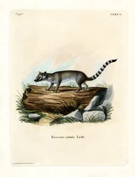 Cacomistle (färgad gravyr)