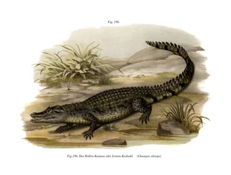 Caiman (färg litho)
