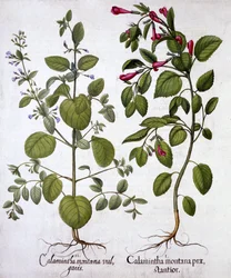 Calamints, från Hortus Eystettensis, av Basil Besler (1561-1629), pub. 1613 (handfärgad gravyr)