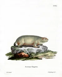 Kanadensisk murmeldjur (färgad gravyr)