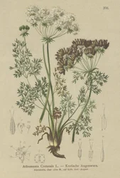 Godismorot (Athamanta Cretan)