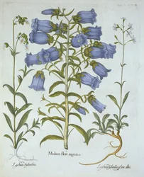 Canterbury Bells, White Bladder Campion, Nottingham Catchfly, från Hortus Eystettensis, av Basil Besler (1561-1629), pub. 1613 (handfärgad gravyr)