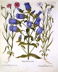 Canterburyklockor och klätt, ur Hortus Eystettensis, av Basil Besler (1561-1629), utgiven 1613