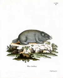 Cape Dune Mole Rat (färgad gravyr)