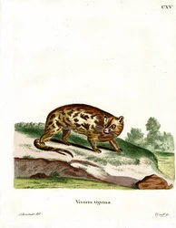 Cape Genet (färgad gravyr)