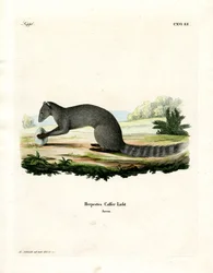 Cape Grey Mongoose (färgad gravyr)
