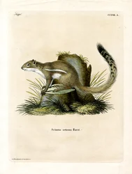 Cape Ground Squirrel (färgad gravyr)