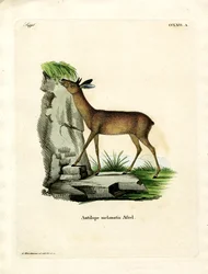 Cape Grysbok (färgad gravyr)