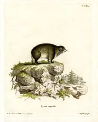 Cape Hyrax (färgad gravyr)