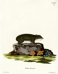 Cape Hyrax (färgad gravyr)