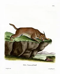 Caracal (färgad gravyr)