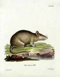 Caraco (färgad gravyr)