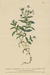 Kärntens musöra (Cerastium Carinthiacum, Cerastium ovatum)