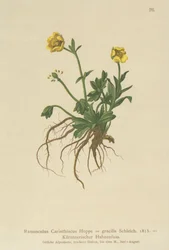 Kärntens smörblomma (Ranunculus Carinthiacus, Ranunculus gracilis)