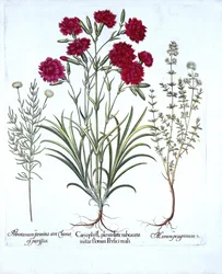 Nejlika, katttimjan och vanlig lavendelbomull, från Hortus Eystettensis, av Basil Besler (1561-1629), pub. 1613 (handfärgad gravyr)