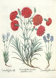 Nejlikor och lavendel: 1.Caryophyllus maximus full av röda blommor; 2. Lavandula vit blomma; 3. Lavandula ceruleo flore, från Hortus Eystettensis av Basil Besler (1561-1629), pub. 1613